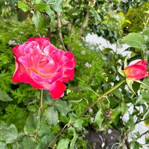 Meet your Posher, Velveth